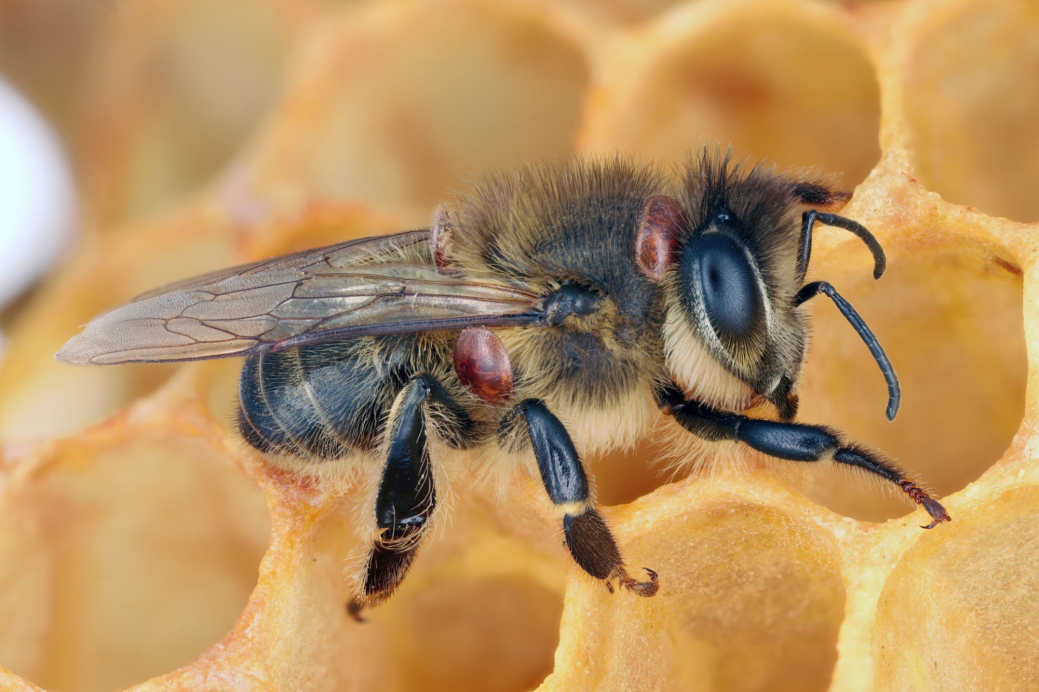 Varroa Mites