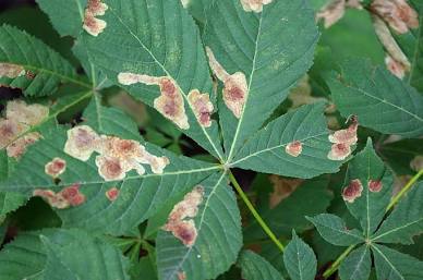 Vegetable Leafminer - Pestipedia