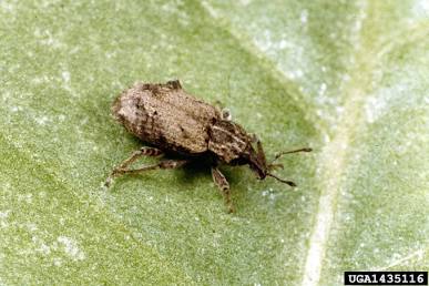 Vegetable Weevil - Pestipedia