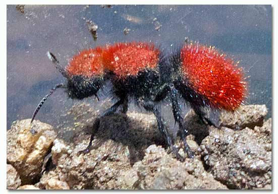 Velvet Ants - Pestipedia