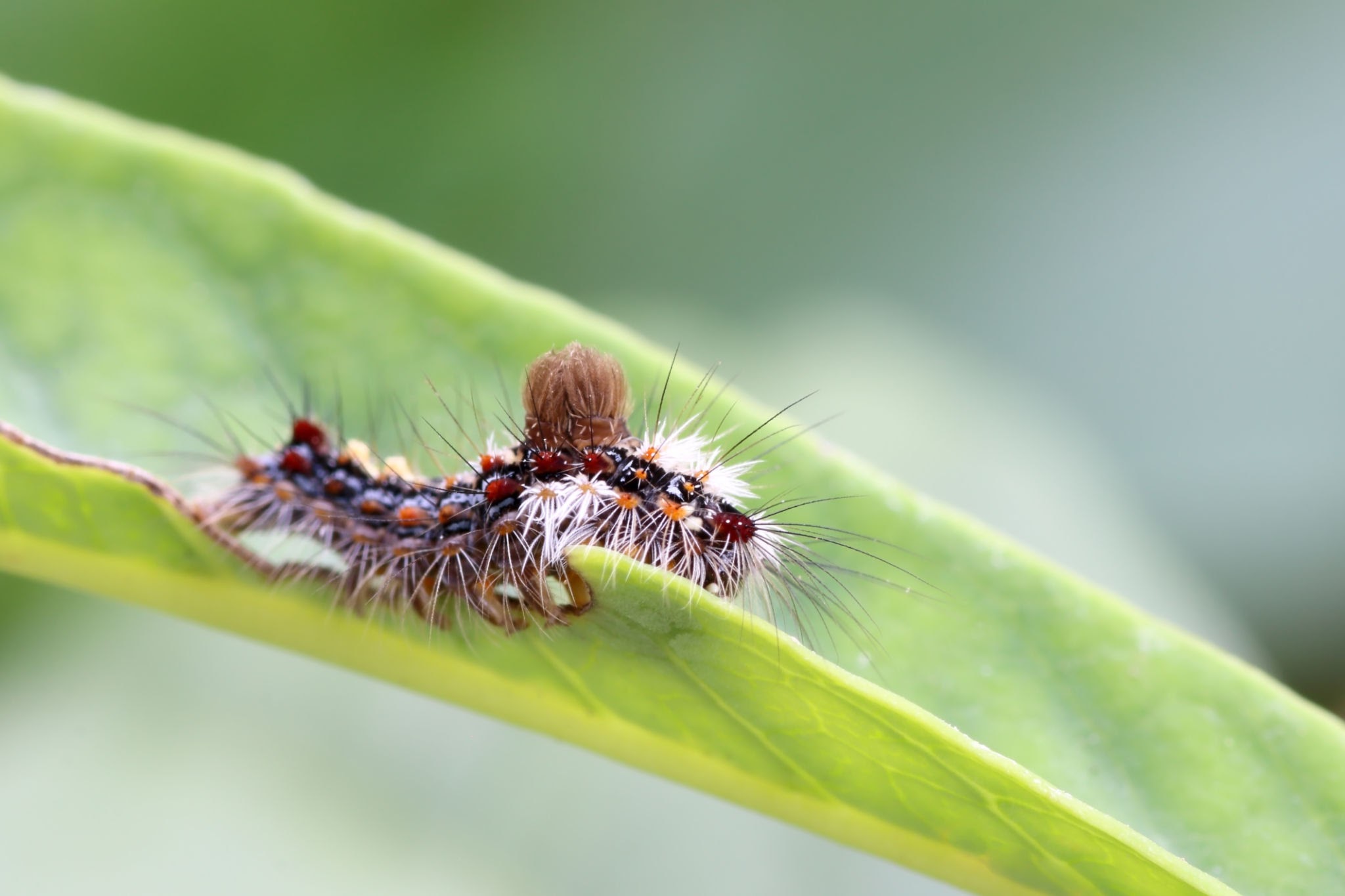 Velvet-Bean-Caterpillars - Pestipedia