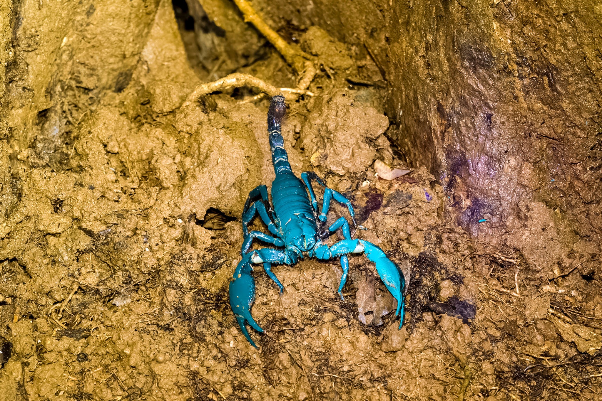 Velvet Scorpions - Pestipedia
