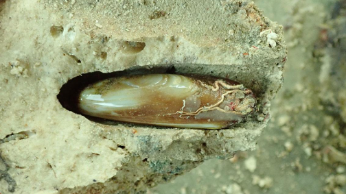 Venerid Clam Borers - Pestipedia