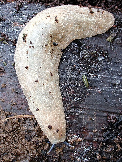 Veronicellid-Slugs - Pestipedia