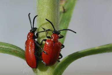 Vervain Leaf Beetle - Pestipedia