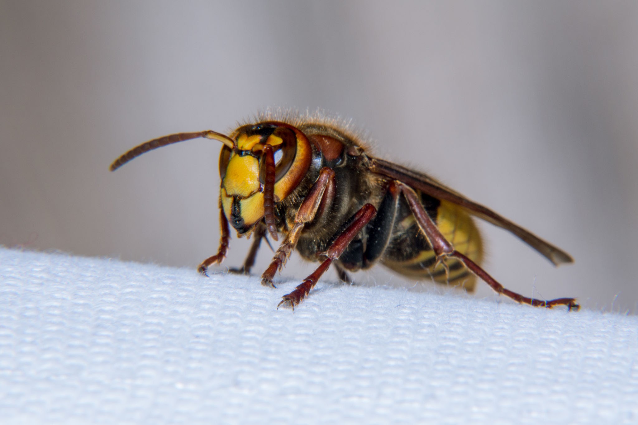 Vespa Hornets - Pestipedia