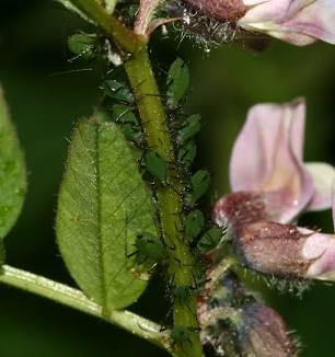 Vetch Aphid - Pestipedia