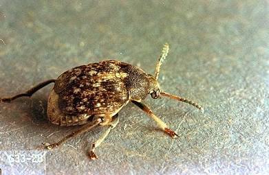 Vetch Bruchid - Pestipedia