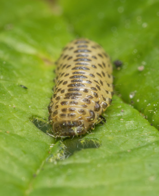 Viburnum Leaf Beetle - Pestipedia