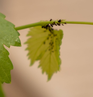 Vine Feeding Budworm - Pestipedia