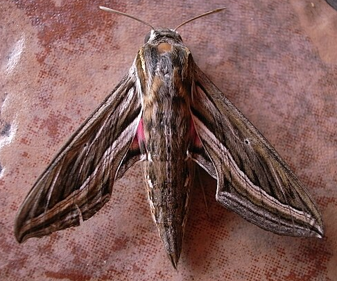 Vine Hawk Moth - Pestipedia
