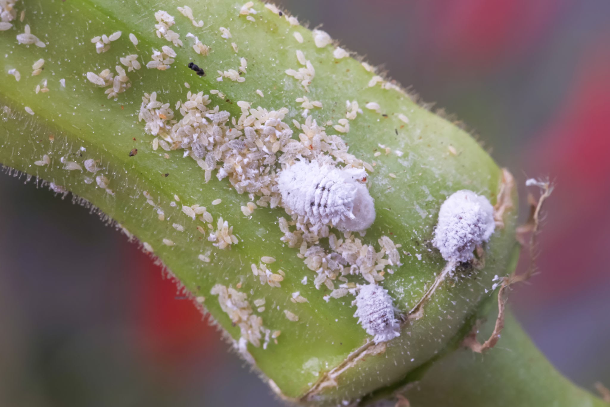 Vine Mealybugs - Pestipedia