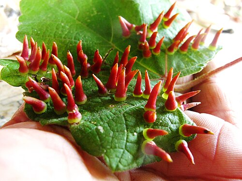 Vine-pipe Gall Midge - Pestipedia