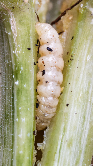 Vine Stalk Borers - Pestipedia