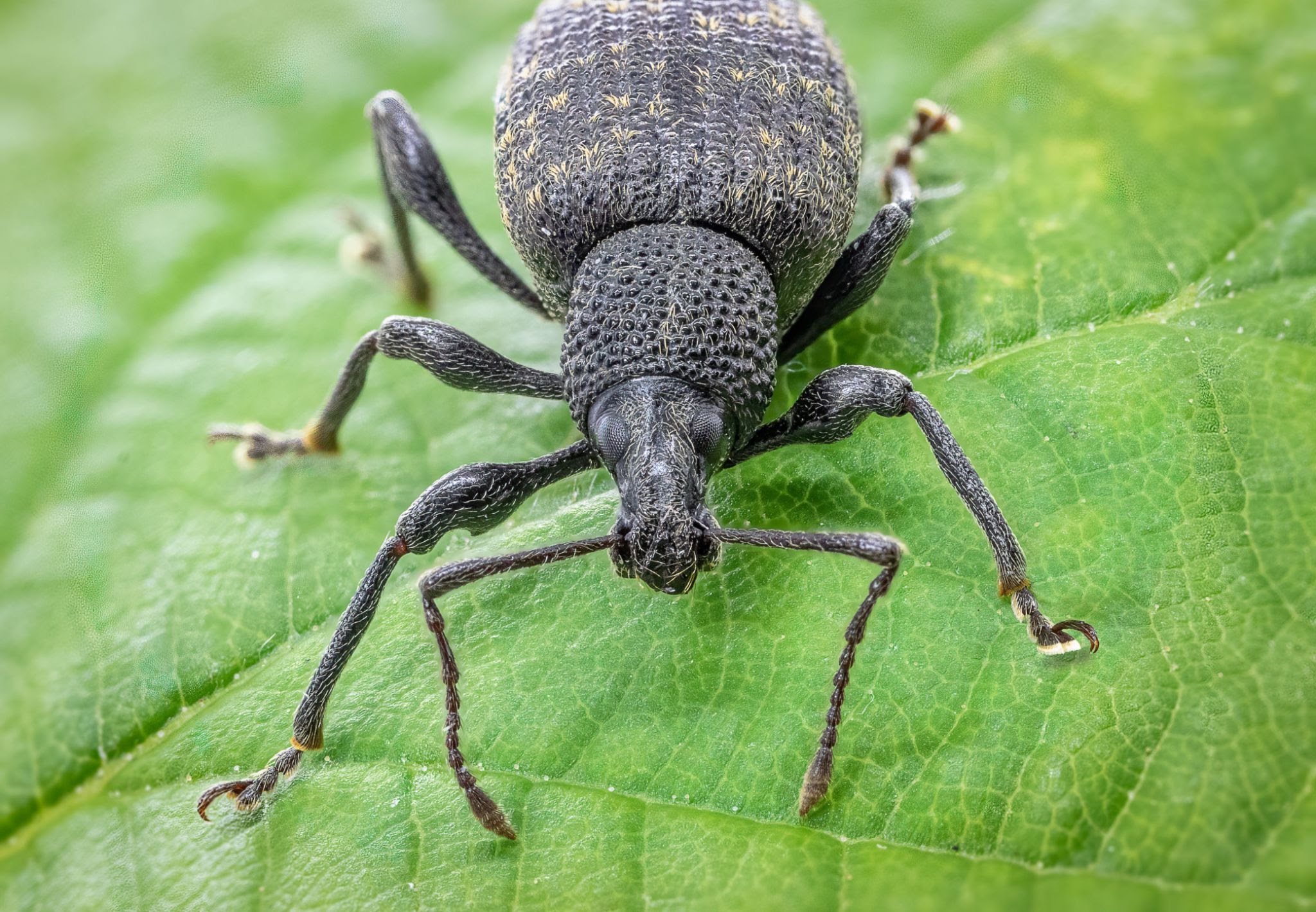 Vine Weevils
