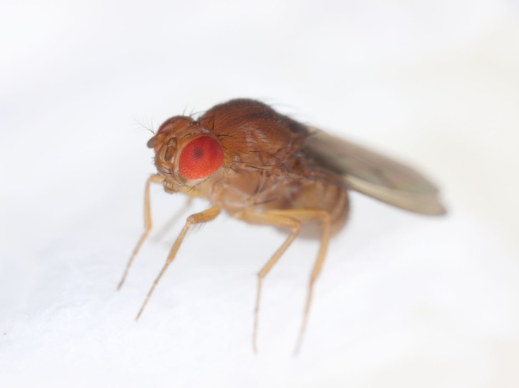 Vinegar Flies - Pestipedia