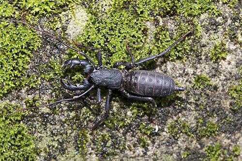 Vinegaroons - Pestipedia