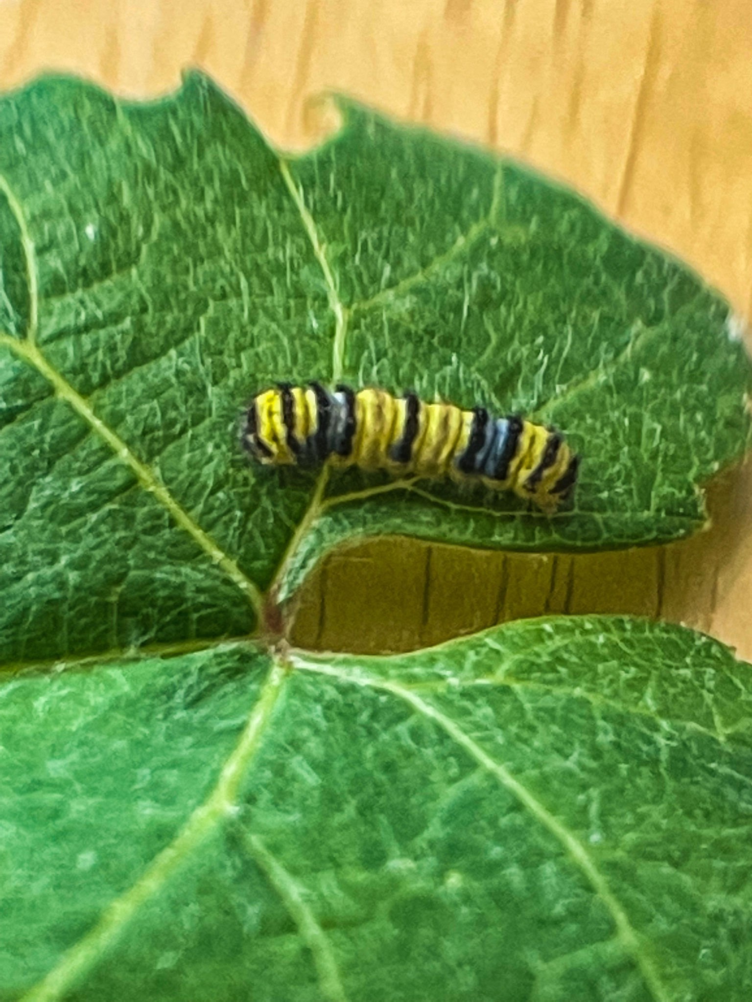 Vineleaf Skeletonizers - Pestipedia