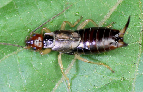 Vineyard Earwigs - Pestipedia