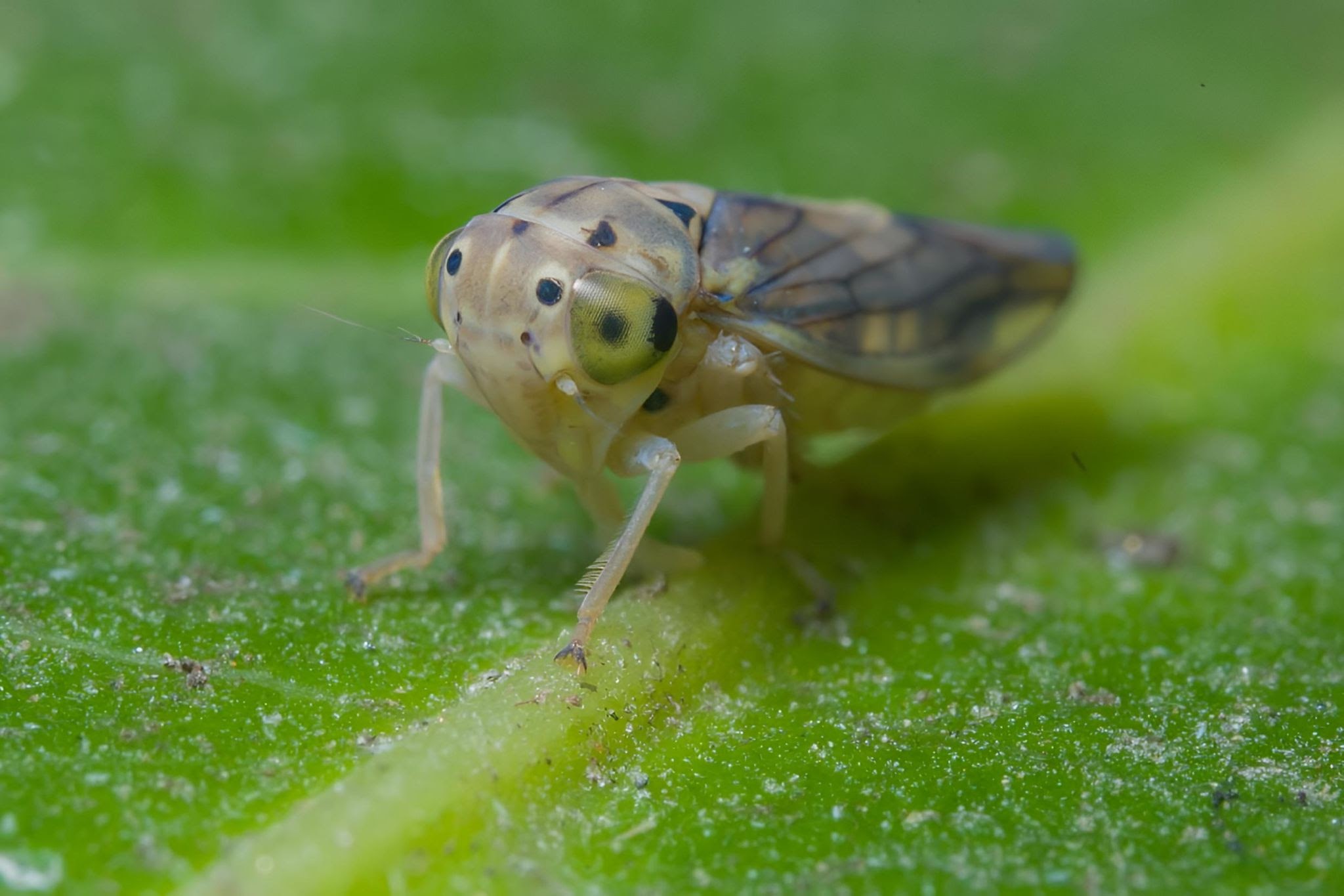 Vineyard Leafhoppers - Pestipedia