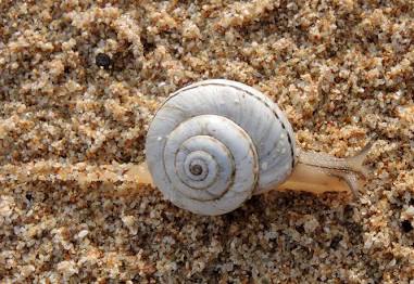 Vineyard Snails - Pestipedia