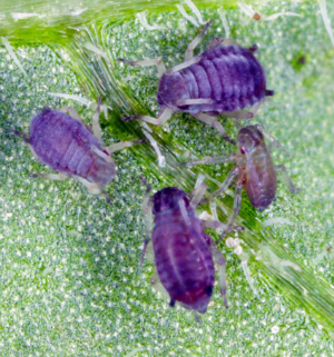 Violet Aphid - Pestipedia