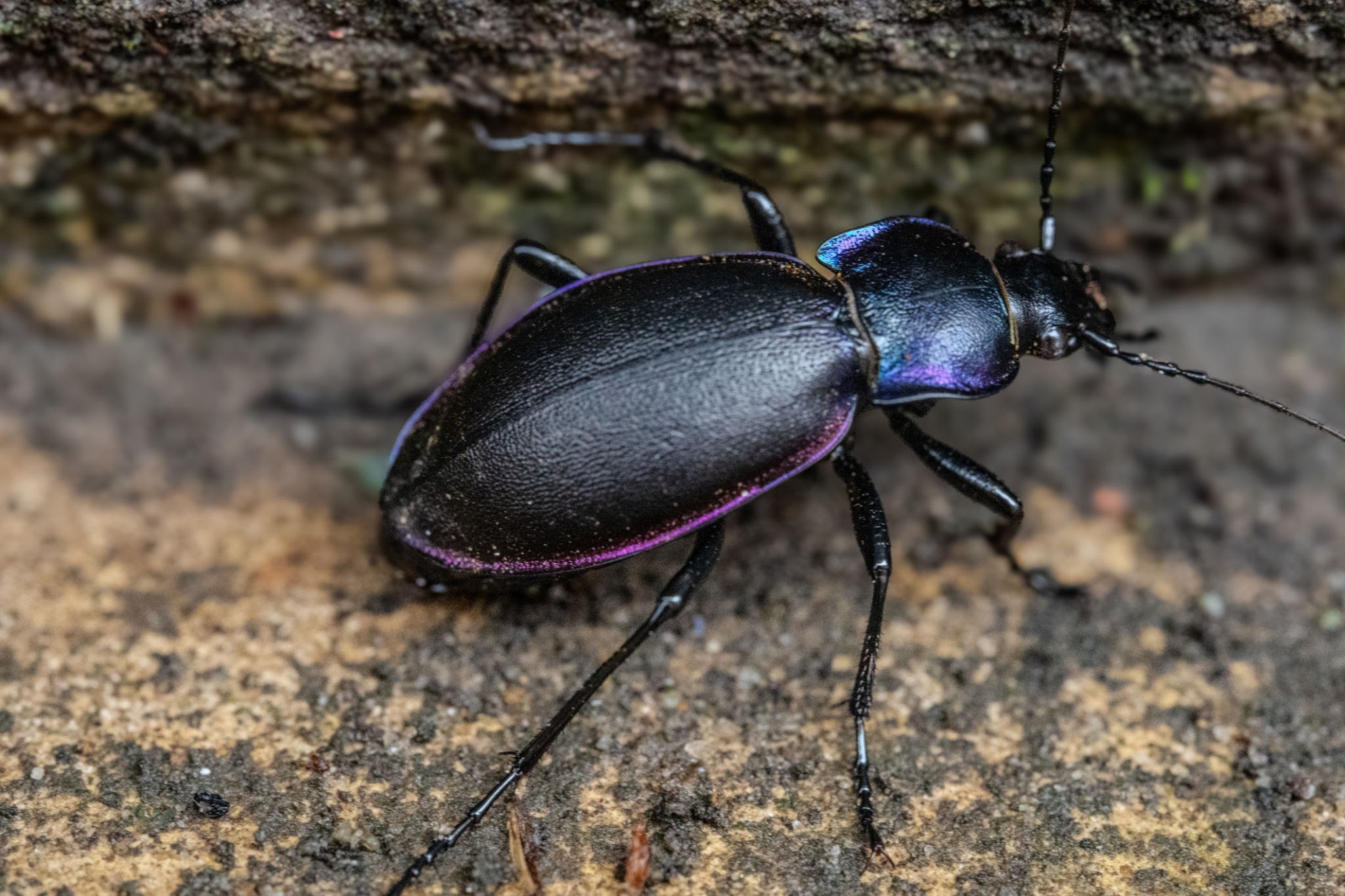 Violet Beetles - Pestipedia