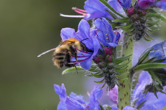 Viper’s Bugloss Mason Bee - Pestipedia