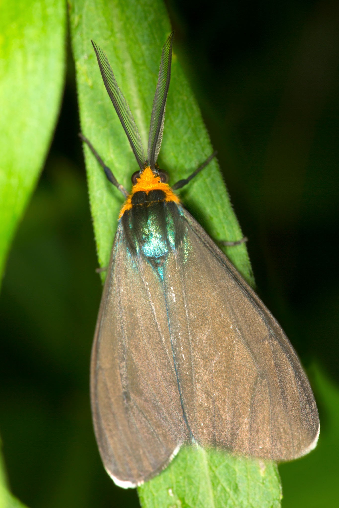 Virginia Moths - Pestipedia