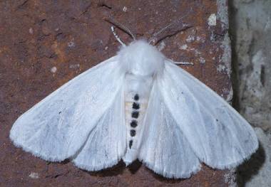 Virginian Tiger Moth - Pestipedia