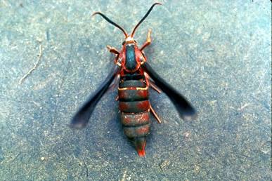 Vitinea Root Borers - Pestipedia