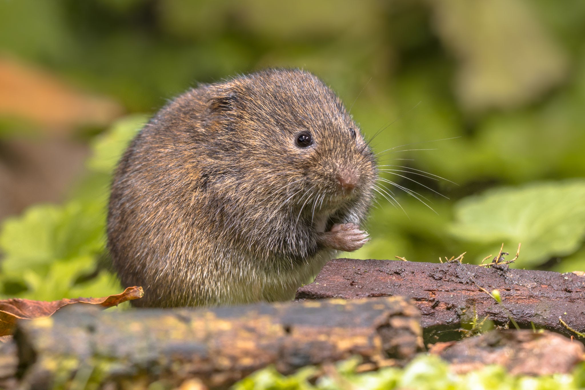 Voles - Pestipedia
