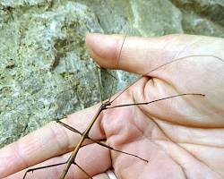 Walkingstick - Pestipedia
