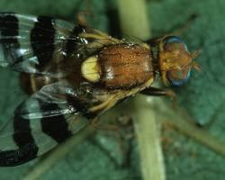 Walnut Husk Fly - Pestipedia