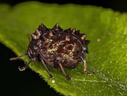 Warty Leaf Beetle - Pestipedia
