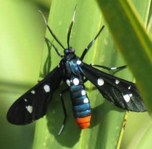 Wasp Moths - Pestipedia