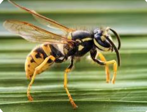 Wasps - Pestipedia