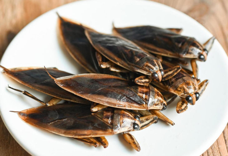 Water Bugs - Pestipedia