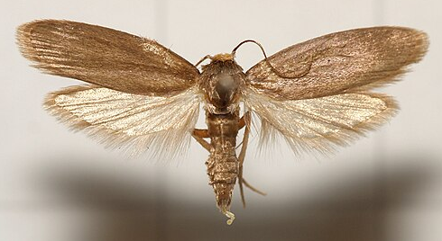 Wax Moth - Pestipedia
