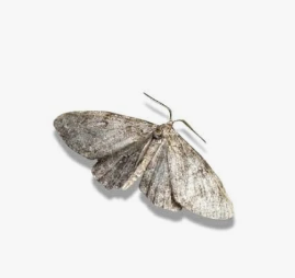 Webbing Clothes Moths - Pestipedia