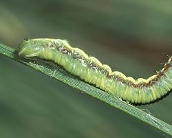 Webspinning Sawfly - Pestipedia
