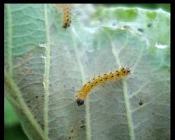 Webworm - Pestipedia