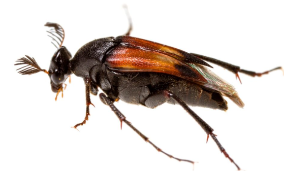 Wedge-shaped Beetles - Pestipedia