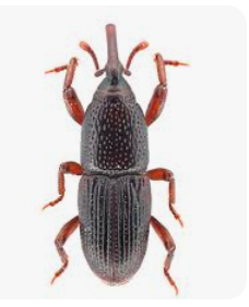 Weevils - Pestipedia