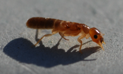 West Indian Drywood Termite - Pestipedia