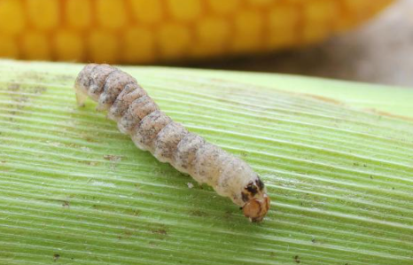 Western Bean Cutworm - Pestipedia