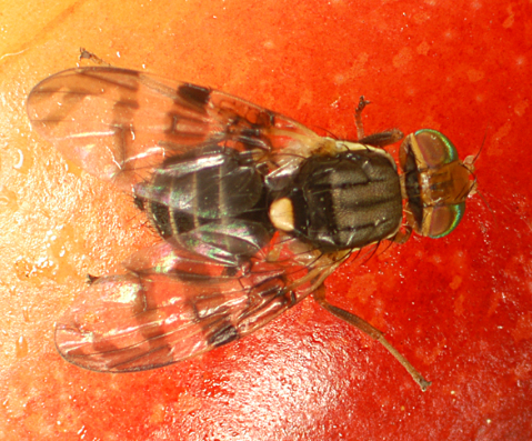Western Cherry Fruit Fly - Pestipedia