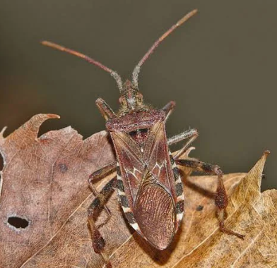 Western Conifer Seed Bugs - Pestipedia