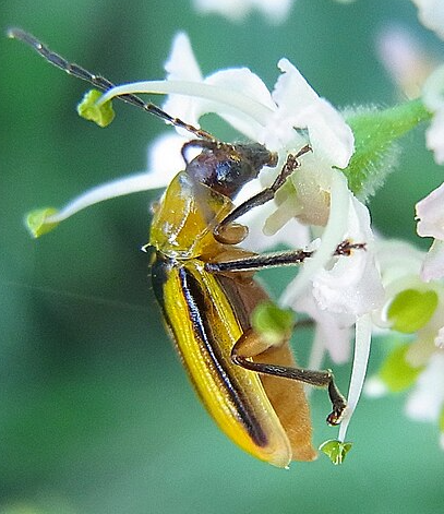 Western Corn Rootworm - Pestipedia