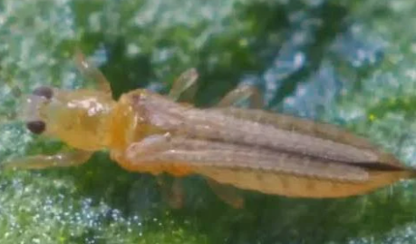 Western Flower Thrips - Pestipedia